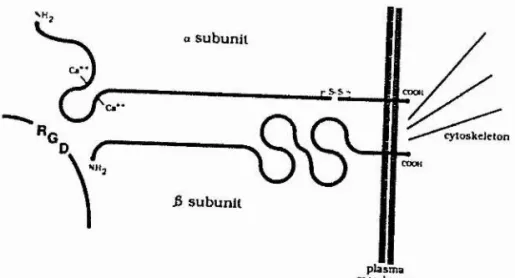 Fig  11 shows  the  structure  of  an RGD-receptor.