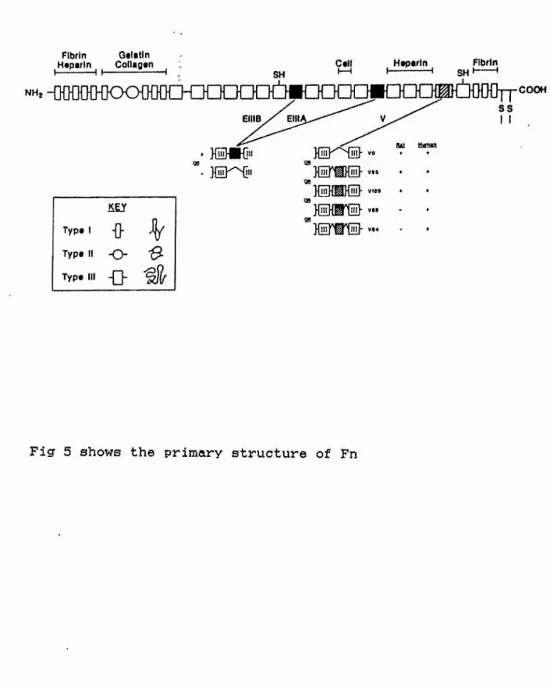 Fig 5 shows  the  primary structure  of  Fn
