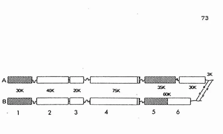Fig 6 The functional  domain structure of  fibronectin.
