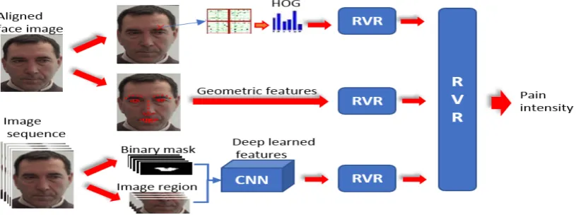Fig. 1.Process ﬂow of our proposed methodology