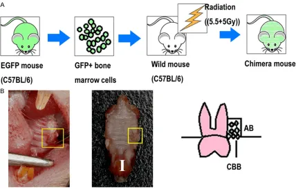 Figure 1. A. The schematic for the establishment of the chimera mice. B. The periodontal defect was prepared on the mesial side of the maxillary first molar (yellow box).