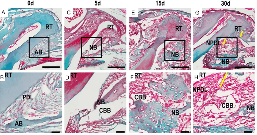 Figure 2. A-H. Masson staining of normal control group and experimental groups. C, D. On the 5th day, the surgical region was invaded with plenty of fibers