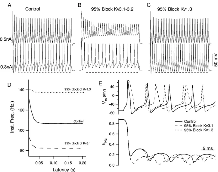 FIG . 9. Blockade of a Kv3.1-Kv3.2 current in a computer model of FS neurons mimics effects of TEA on spike shape and repetitive firing in FS neurons