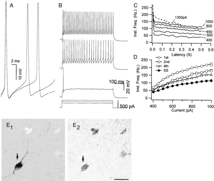 FIG . 1. Properties of fast-spiking (FS) neurons recorded from layer II/III somatosensory cortex of mouse