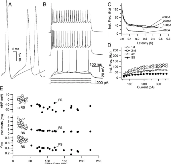 FIG . 2. Properties of layer II/III regular-spiking-nonpyramidal (RSNP) neurons compared with FS neurons