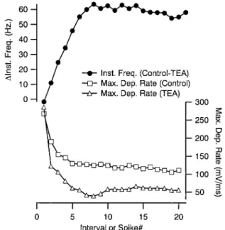 FIG . 4. Firing rate slowdown produced by TEA accumulated during the spike train in tandem with a decrease in spike depolarization rate