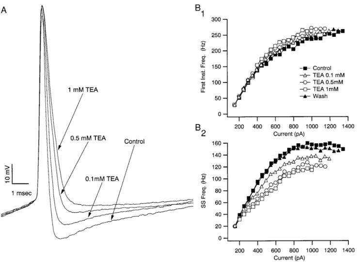 FIG . 5. TEA actions on spike shape and repetitive firing occur at low doses. A: 0.1, 0.5, and 1 mM TEA resulted in progressively larger effects on the AHP, spike width, and maximum spike repolarization rate with little effect on the amplitude or rate of r