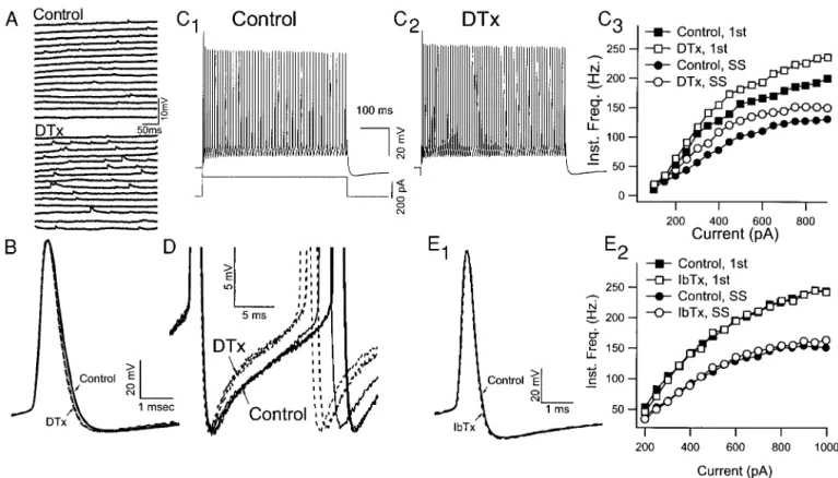 FIG . 6. Dendrotoxin I and K (DTX) and iberiotoxin (IbTX) do not mimic the effects of TEA on FS neurons
