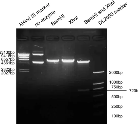 Figure 1. pIRES2-UCH-L1-EGFP plasmid was identified by digestion with re-striction enzymes.