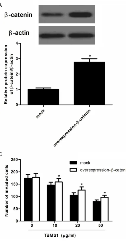 Figure 4. Overexpression of β-catenin reverses the inhibitory effect of TBMS1 on SW480 cells