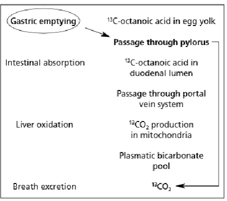 Figure 10: Subsequent metabolic steps of 13C-octanoic acid in egg yolk after oral administration