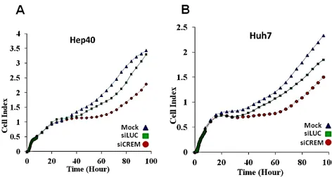 Figure 8: Inhibitory effect of the Crem protein knockdown on proliferation of HCC cells