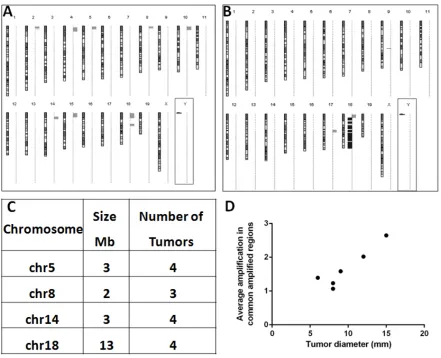 Figure 3: Specific pattern of genomic amplifications observed in the post-PHx tumors of Mdr2-KO/FVB mice