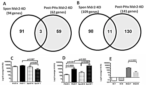 Figure 4: Gene expression profiling of the post-PHx and spontaneous tumors from Mdr2-KO mice