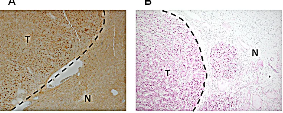 Figure 11E). These results demonstrate that gene Crem, 
