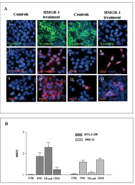 Figure 7: Incubation of NB cell lines in vitro with HMGB-1 induces expression of EMT-related and endothelial markers