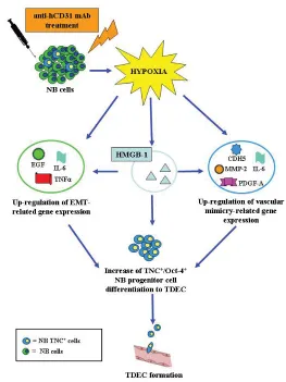 Figure 8: A model for hypoxia-driven EMT and trans-endothelial differentiation of NB cells