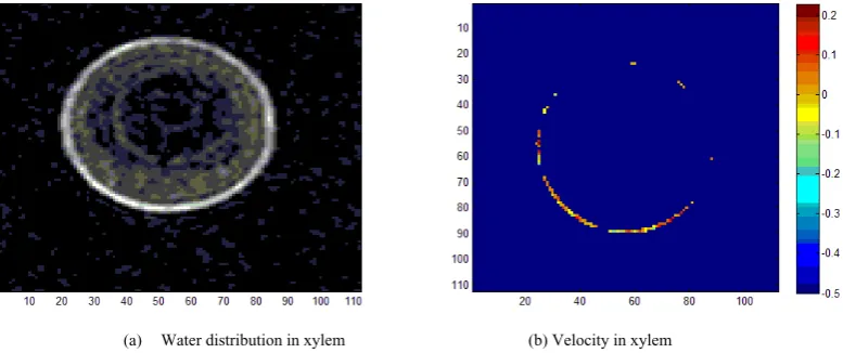 Fig 4. Flow velocity in plant xylem by NMR 