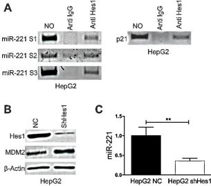 Figure 3: Hes1 regulates miR221 expression. A) DNA samples of HepG2 cells was cross-linked with formaldehyde, and immunoprecipitated with anti-Hes1 or control rabbit immunoglobulin G (Cont