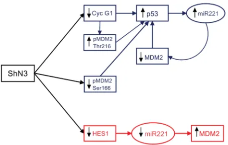 Figure 8: Notch3 regulates p53 expression in tumour cells. Blue panel: increased in p53 protein expression is triggered by Cyclin G1 and sustained by the miR-221-MDM2 axis in p53 wild Type HCC cells upon Notch3 inhibition