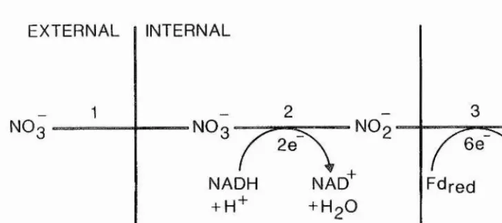Fig 1.1. Nitrate assimilation pathway