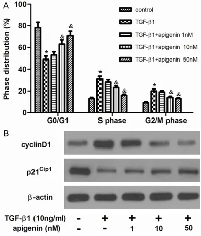 Figure 1. Apigenin inhibits cell proliferation in TGF-β1-stimulated ASMCs. ASMCs were cultured with various concentrations of apigenin (1, 10 and 50 nM) 30 min before TGF-β1 (10 ng/ml) stimulation for 24 h