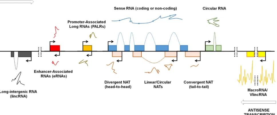 Figure 1: Genomic organization of lncRNAs. Pervasive transcription of the genome occurs bidirectionally (arrows)