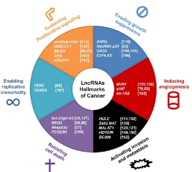 Figure 2: LncRNAs impact the hallmarks of cancer. The six hallmarks of cancer are shown with selected associated lncRNAs that are involved in cancer onset and progression