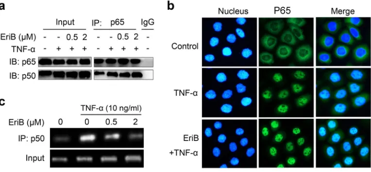 Figure 4: EriB interferes with the binding of p50 to the response elements. (A) SMMC-7721 cells were preincubated with EriB for 3 h before TNF-α (10 ng/ml) stimulation