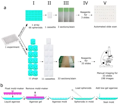 Figure 1. Spheroid microarray technology overview and mold making procedure. (a) The current workflow to analyze spheroid histology requires separate processing of spheroids representing different conditions and results in many samples which need to be emb