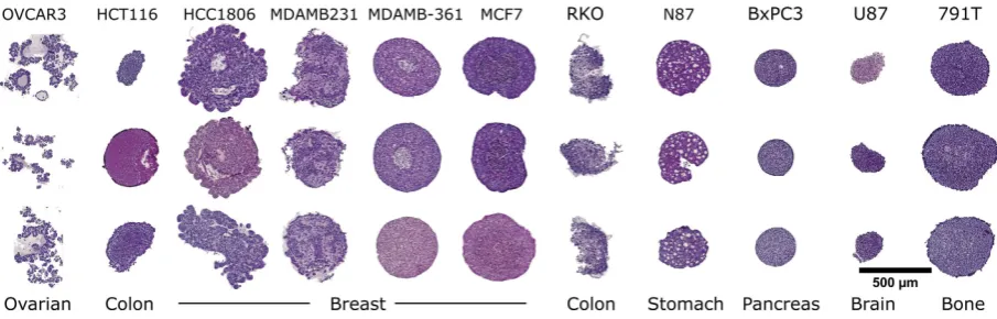 Figure 3. Hematoxylin and eosin staining of multi-spheroid arrays made up of different cell-lines
