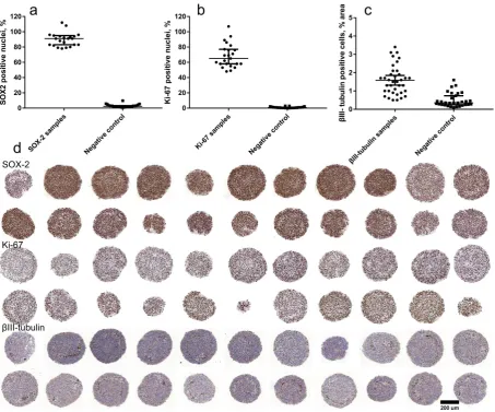 Figure 4. positive stain. Scale bar 200 (low signal.) Signals for the stained samples (circles) are compared to negative isotype controls (squares)