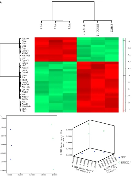 Figure 2. K-means clustering (A) and principal component analysis (B) of the 31 proteins with different expression in EPHX2-/- (n = 3) compared with the vehicle groups (n = 3)