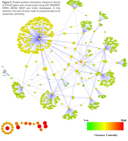 Figure 3. Protein-protein interaction network in terms of EPHX2 gene was constructed using DIP, BIOGRID, HPRD, BOND, MINT and IntAct databases