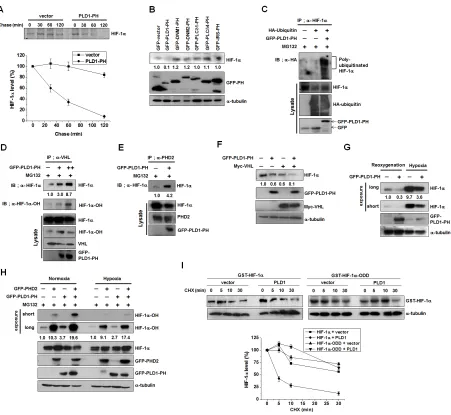 Figure 6: Disruption of the interaction of PLD1 with HIF-1α contributes to hypoxic stabilization of HIF-1α 