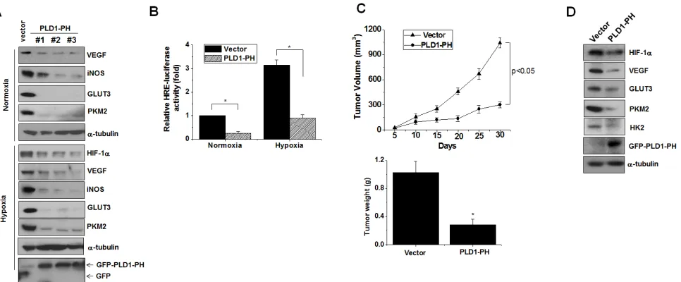 Figure 7: PLD1-PH suppresses tumor progression and expression of HIF-1α and its target genes