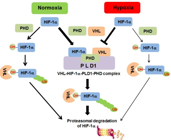 Figure 8: Proposed model of PLD1-mediated HIF1-α stability regulation. Under normoxia, PLD1 directly associates with HIF-1α, PHD2 and VHL, thereby coordinating dynamic assembly of PLD-HIF-1α-PHD-VHL, facilitating PHD/VHL mediated polyubiquitination and con