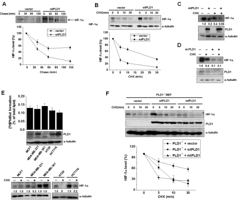 Figure 1: PLD1 plays a dual role in regulation of the cellular level of HIF-1α protein 