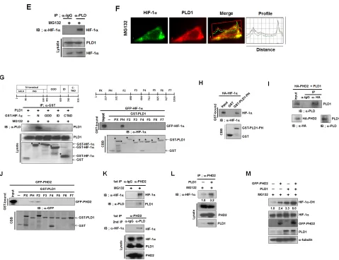 Figure 2: PLD1 directly interacts with HIF-1α and PHD2 and promotes prolyl hydroxylation of HIF-1α