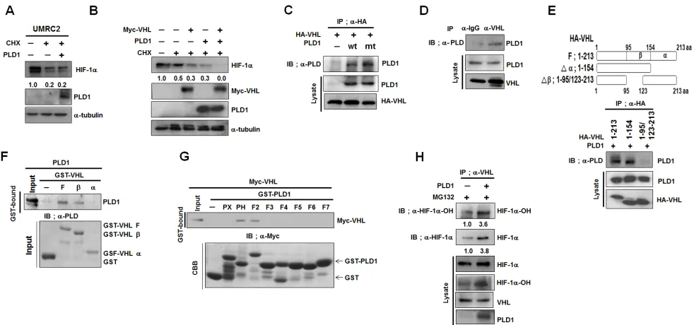 Figure 3: PLD1 enhances VHL-dependent HIF-1α degradation by accelerating the association between VHL and HIF-1α