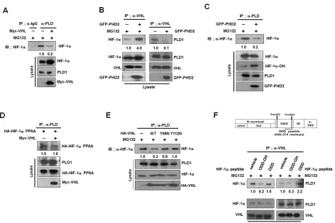 Figure 4: Hydroxylation of HIF-1α drives dissociation of HIF-1α-VHL complex from PLD1