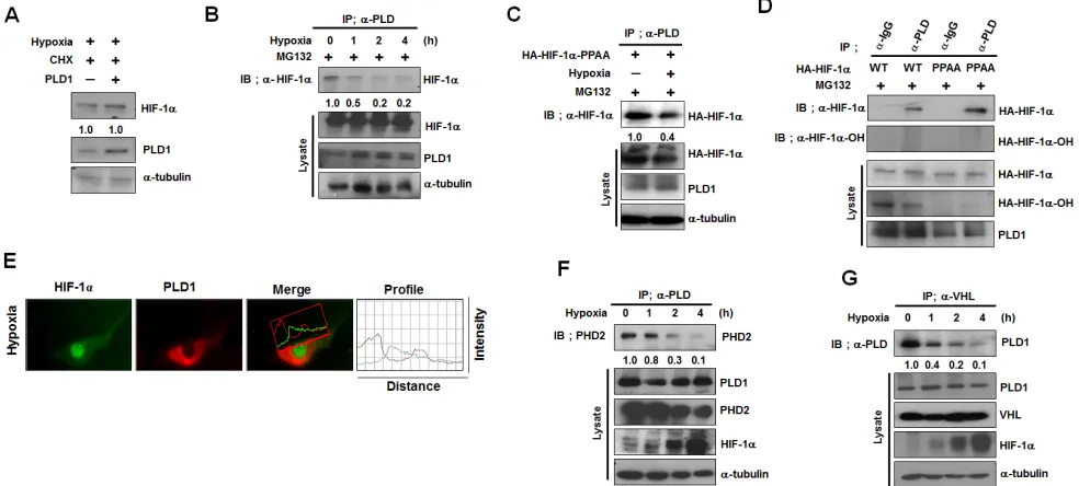 Figure 5: The protein interactions of PLD1 with HIF-1α, PHD2 and VHL are abolished under hypoxia