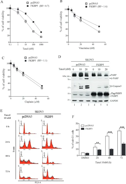 Figure 2: Ectopic expression of FKBP5 protects cells against taxol toxicity. (A) Cell resistance to taxol induced by FKBP5 overexpression