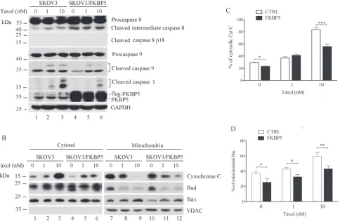 Figure 3: Reduction of mitochondrial apoptotic pathway by ectopic expression of FKBP5 in ovarian cancer cells