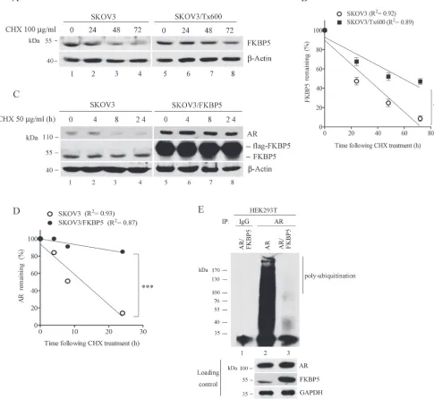 Figure 5: Stable FKBP5 protein in txr cells and stabilization of AR by FKBP5. (A) (A, B) Stable protein FKBP5 in txr cells