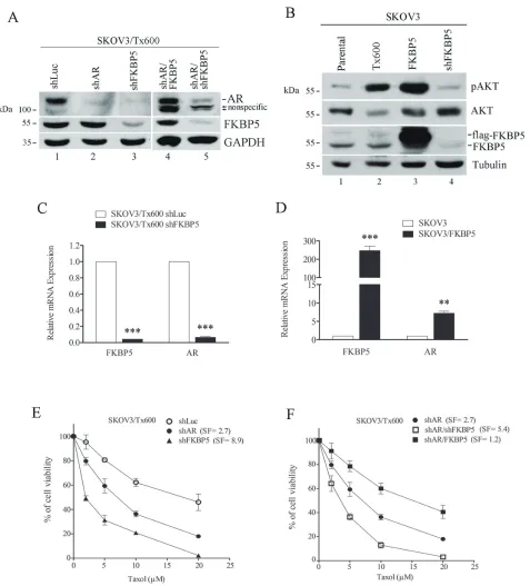 Figure 6: FKBP5-regulated AR levels are associated with taxol sensitivity. (A) Ectopic expression of FKBP5 rescues AR protein levels in txr cells