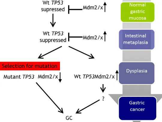 Table 4: Summary of p53 and Mdm alterations at genetic and protein levels in IM+GC amd GC samples