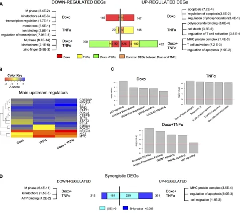 Figure 1: A vast array of genes responds selectively to Doxorubicin and TNFα in MCF7 cells
