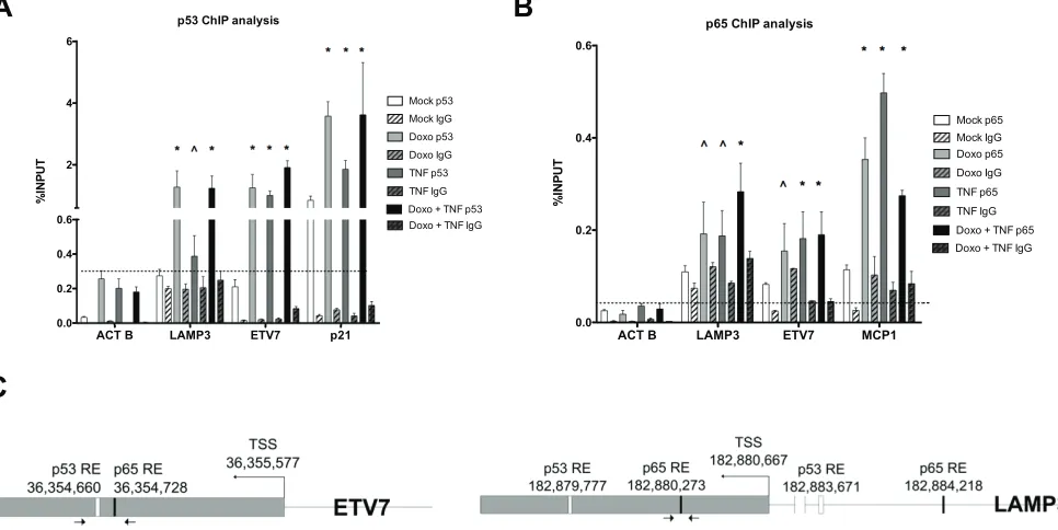 Figure 3: Occupancy analysis establishes ETV7 and LAMP3 as direct p65 and/or p53 target genes