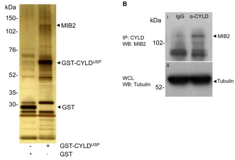 Figure 1: MIB2 interacts with CYLD. (A) MIB2 interacts with CYLD in GST pull down assays